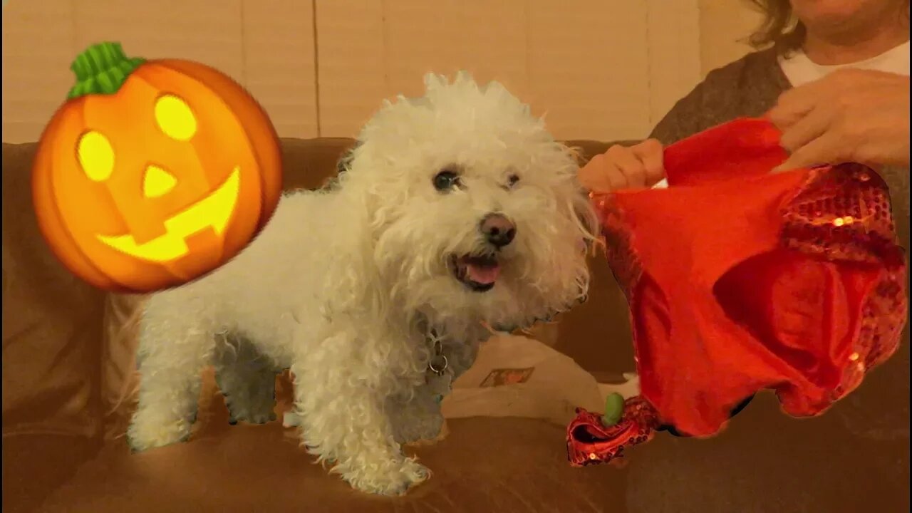 PICKING QUINCY'S HALLOWEEN COSTUME!