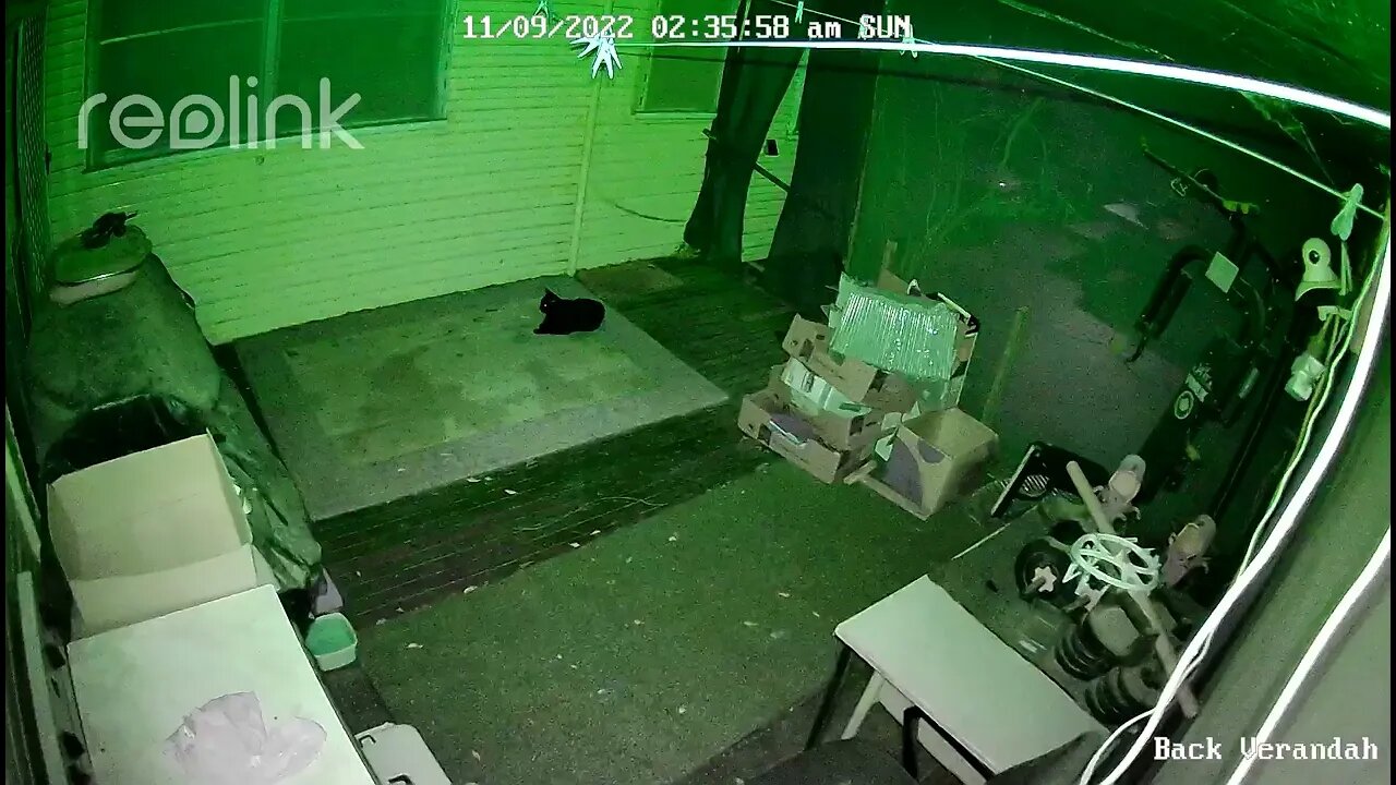 Black cat on back veranda