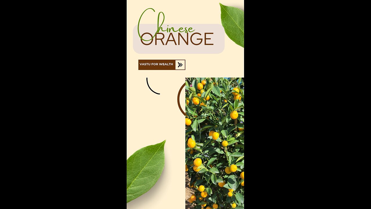 "Unlocking Wealth: How Chinese Orange Plants Enhance Prosperity According to Vastu Shastra"