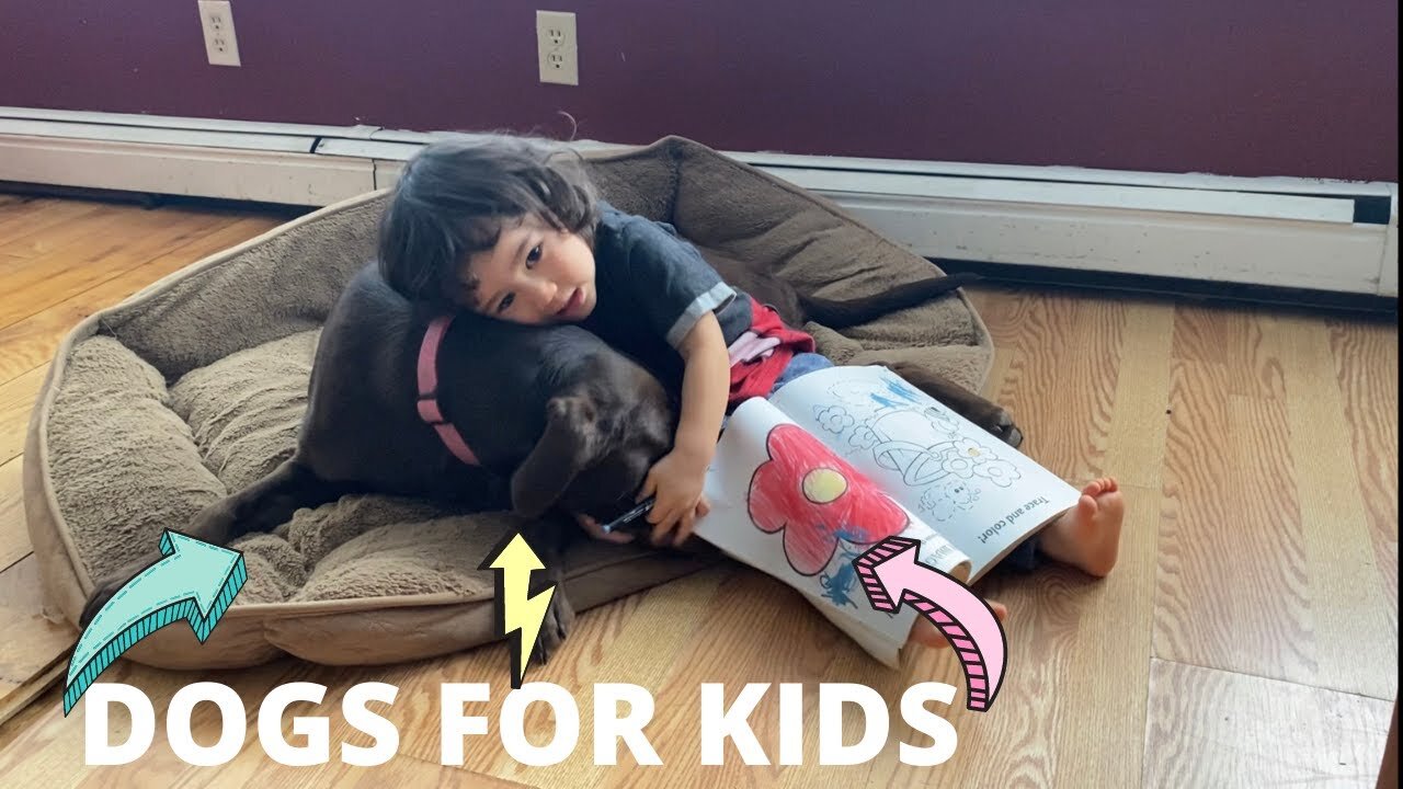 Zander plays with his friendly dog. Chocolate dog is the best dog for kids