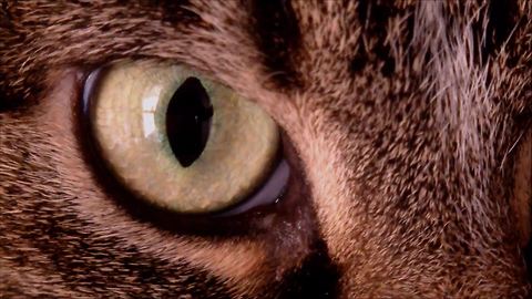 This is why it's so special to have a cat in your life