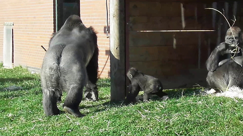 Rowdy Baby Gorilla Gets Disciplined By Dad In Front Of Zoo Visitors