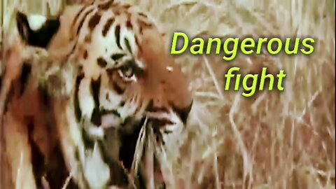 Tiger attack on man
