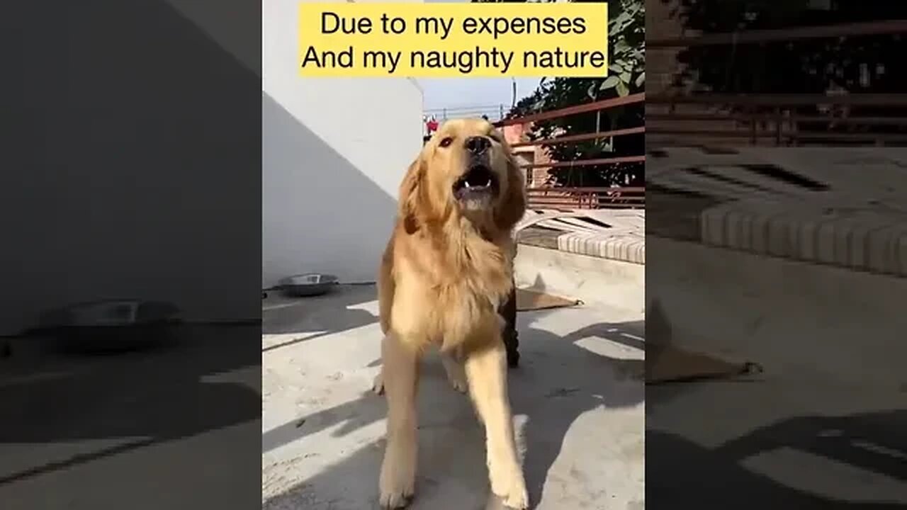 If you want a friend, buy a dog. #shorts