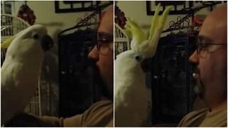 Catatua rosna como um cão!