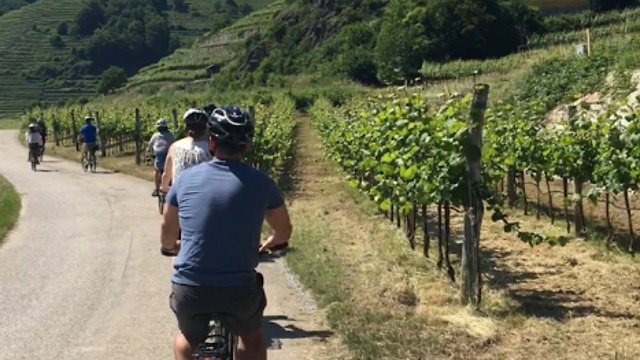 Biking through Vienna's wine country