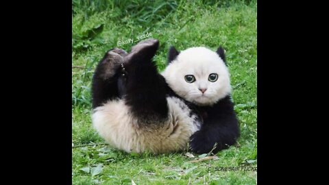 If all animals were a cat