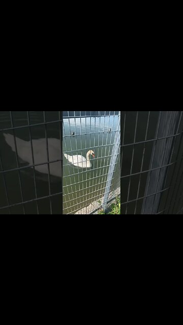Close look to a swan on the lake of a London park