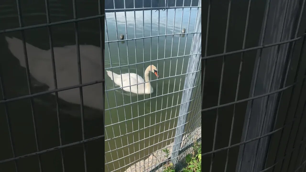 Close look to a swan on the lake of a London park