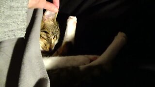 Little Cat Stretches His Toe Beans