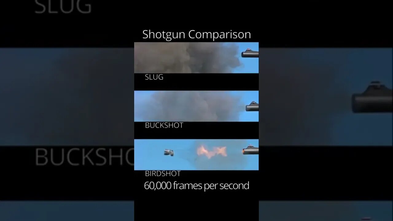 Comparing shotgun ammunition! Slug vs buckshot vs birdshot