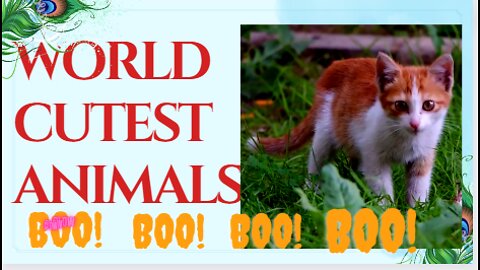 World Cutest baby @cat Animals,, @funny Cat