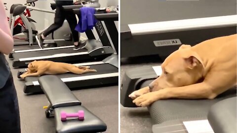 He Said He Would Go To The Gym, He Never Said He Would Workout 🐶 😅