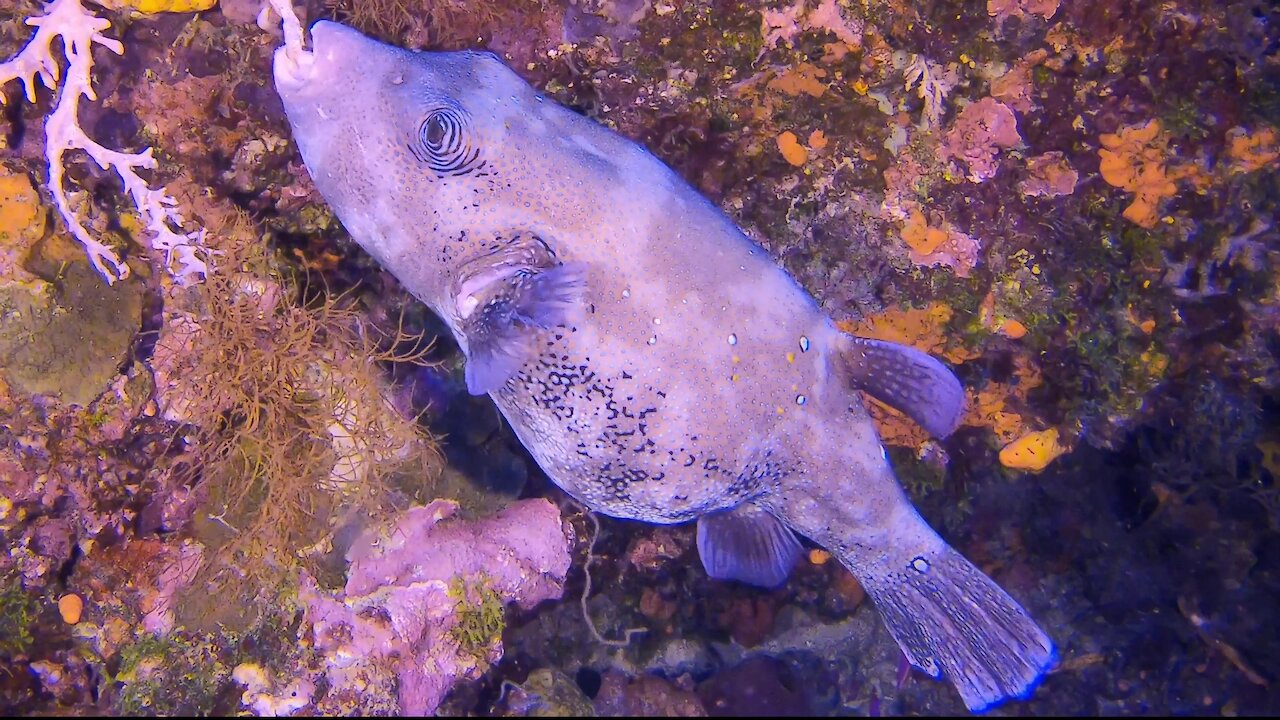 Gigantic pregnant puffer fish munches coral deep beneath the waves