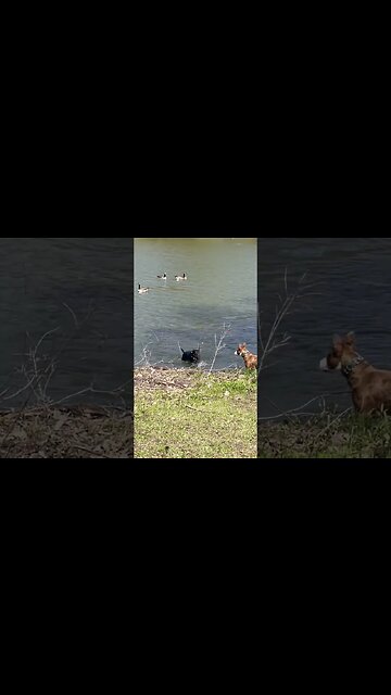 Dog shows puppy how to swim