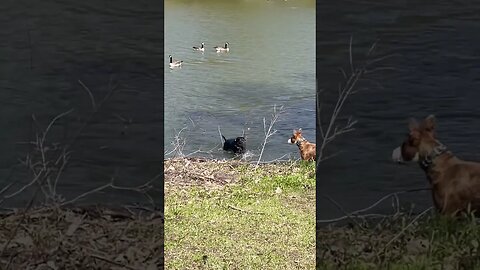 Dog shows puppy how to swim