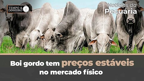 Boi gordo tem preços estáveis no mercado físico com baixo volume negociado