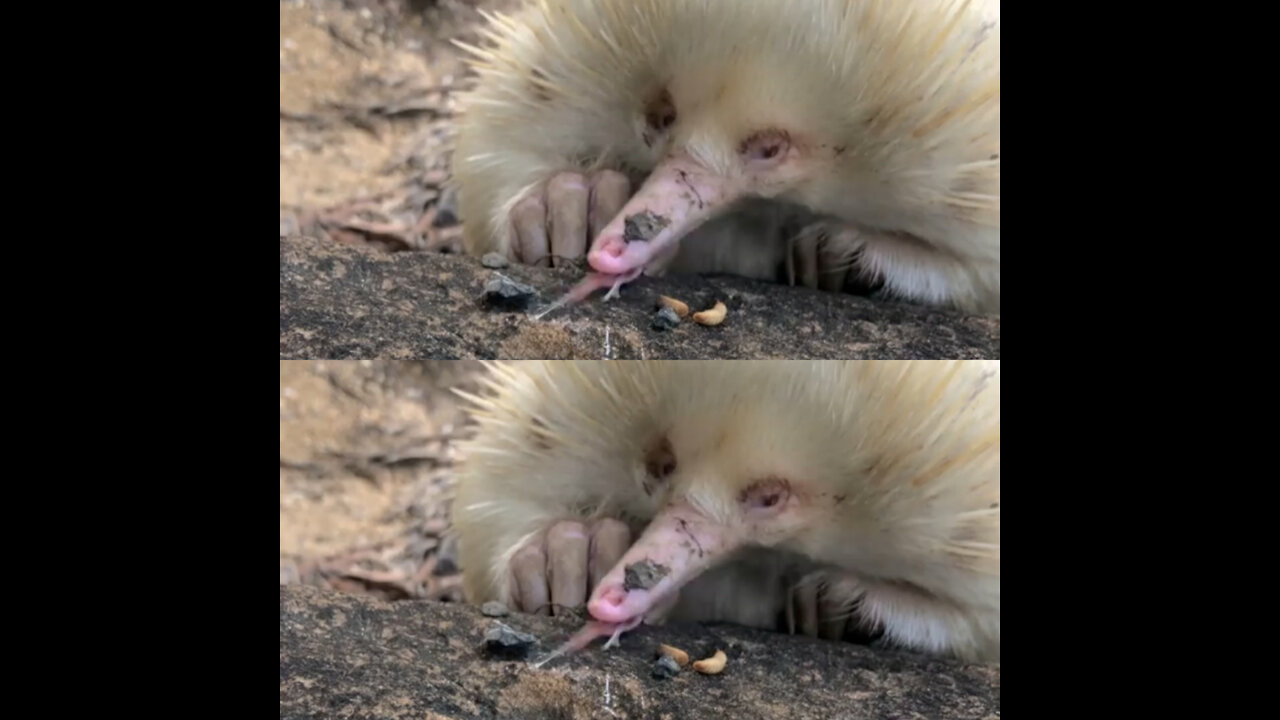 When an elbino echidna finish his lunch