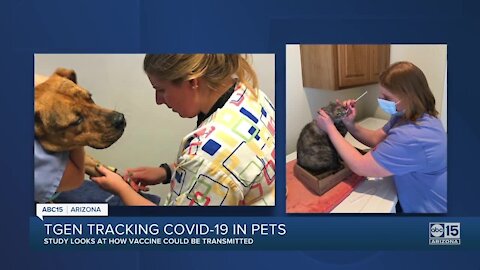 Some Arizona pets testing presumptive positive for COVID-19