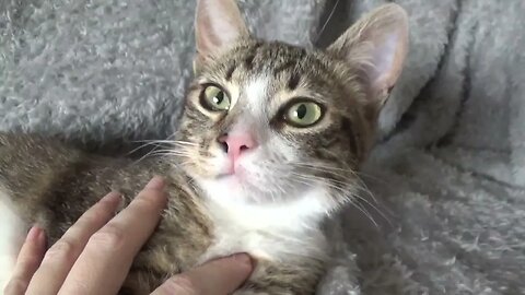 Hooman, Aren't U Sad Because U Can't Purr