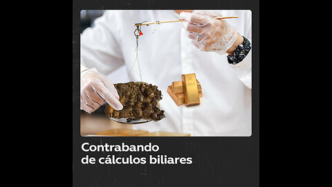 Contrabando de cálculos biliares: un remedio más valioso que el oro