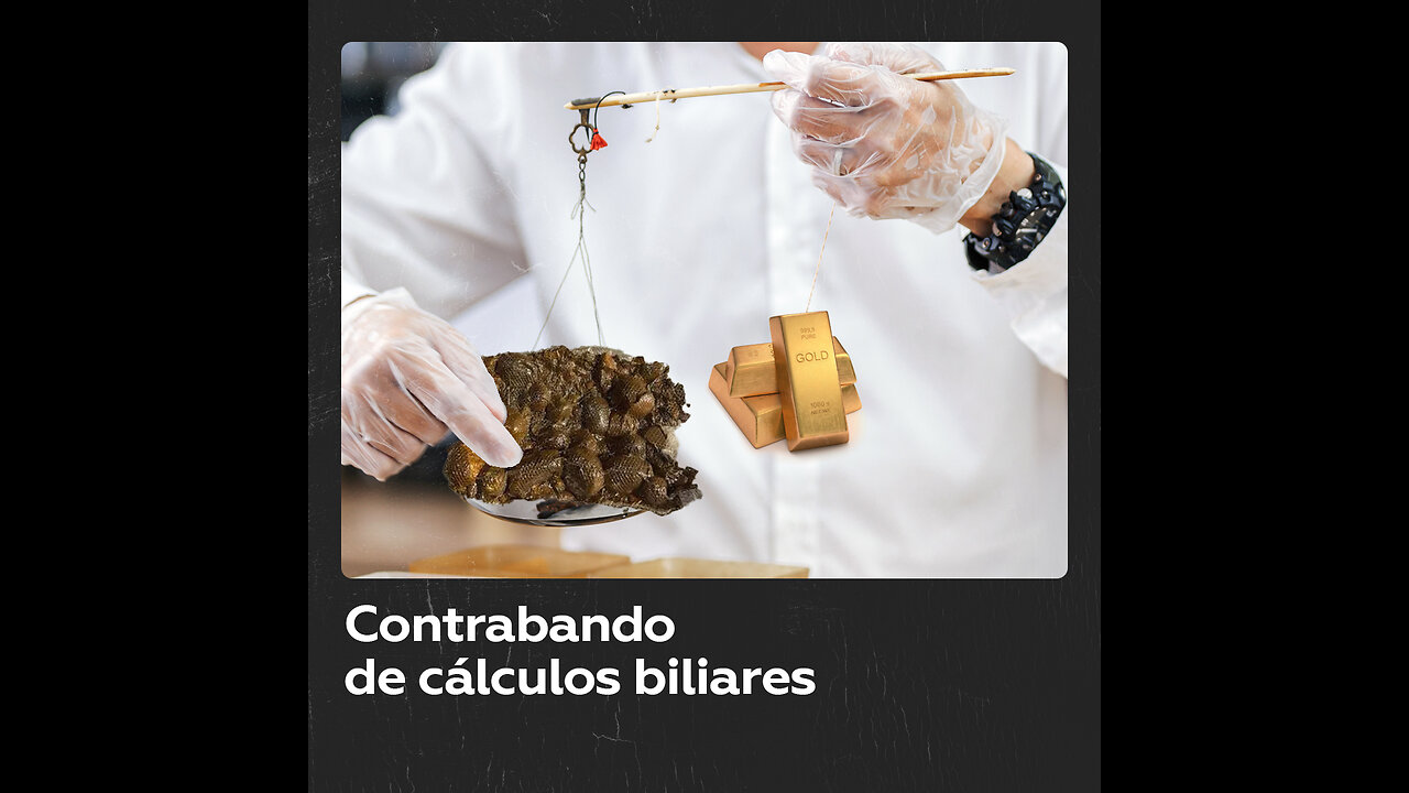 Contrabando de cálculos biliares: un remedio más valioso que el oro