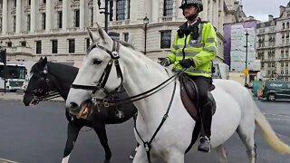 Police horse's crossing the road #horseguardsparade