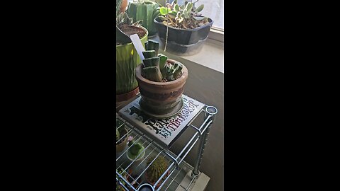Haworthia truncata with bloom