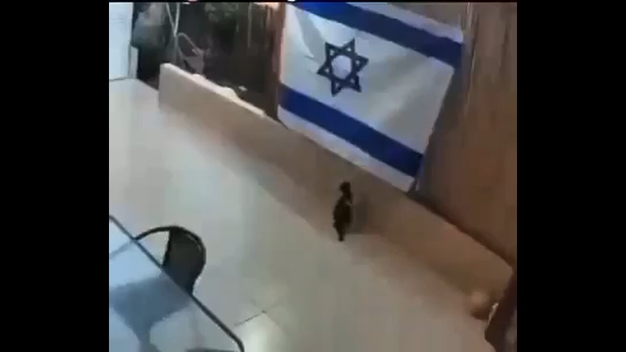 even cats know