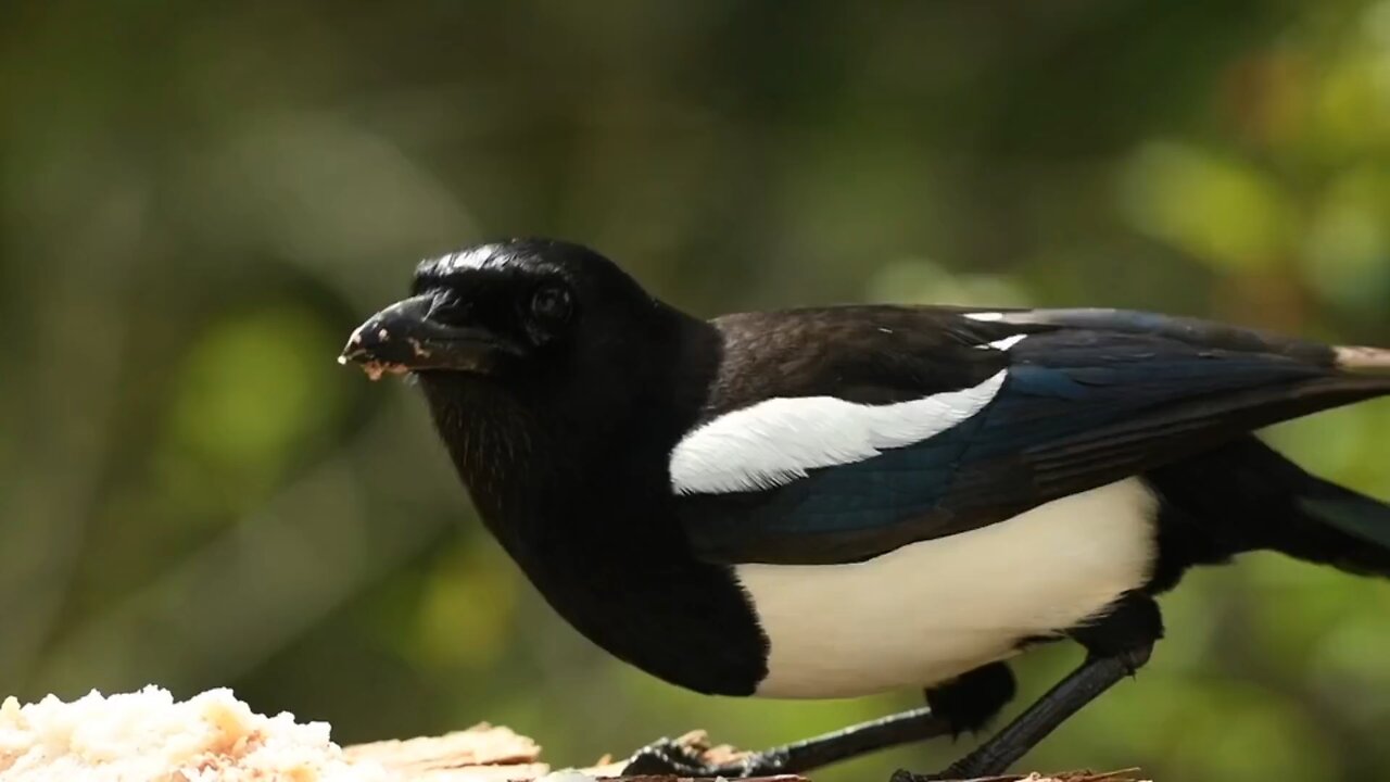 "The Eurasian Magpie: Master of Adaptation and Intelligence"