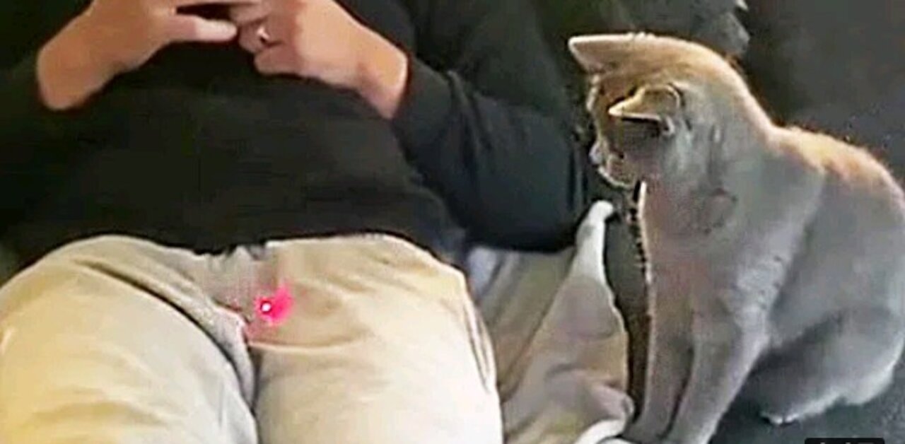 Funny and cute cat life ❤