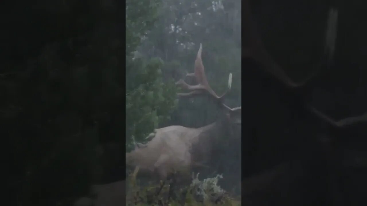 BIG BULL ELK close encounter in the rain