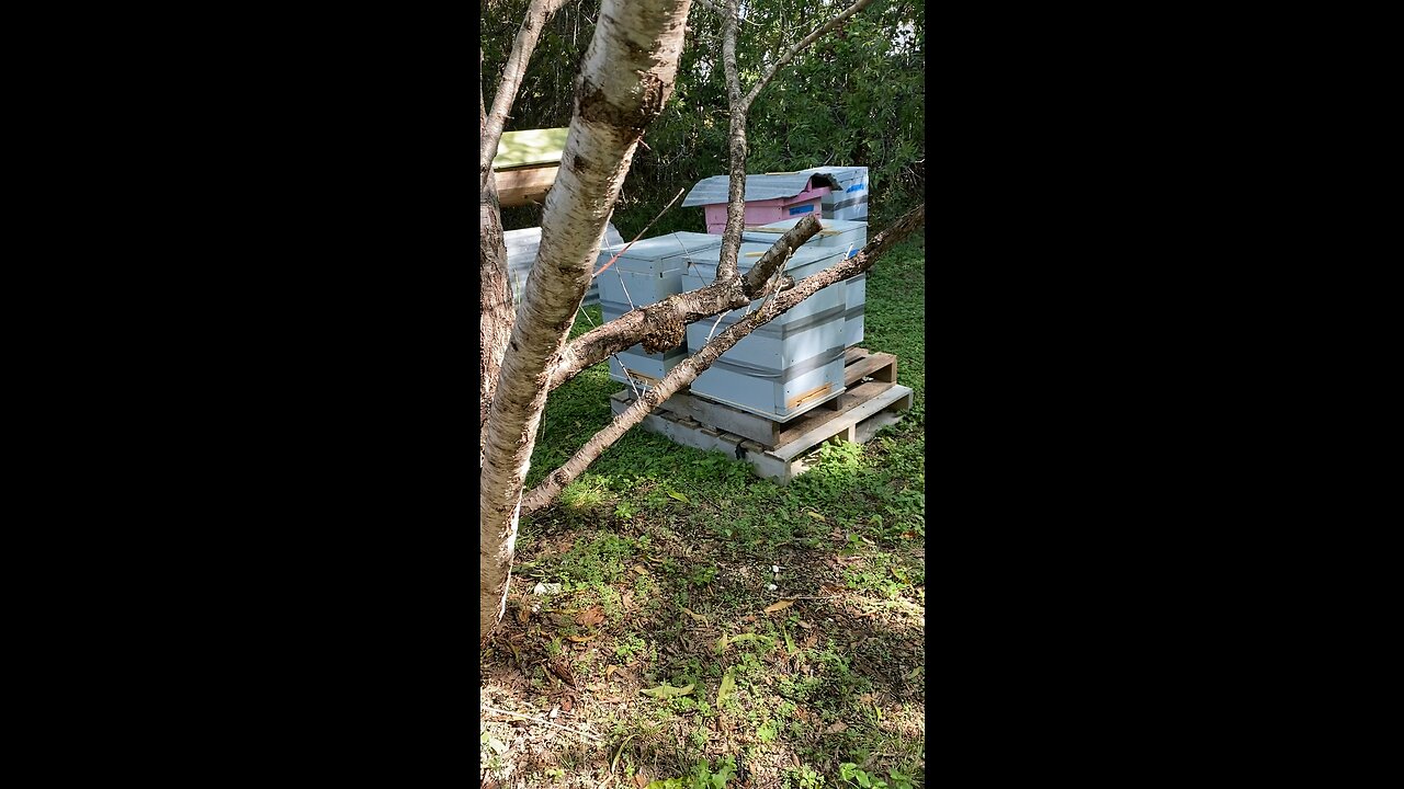 Tiny swarm in my apiary, probably an extra queen from requeen ing queenless hives…..