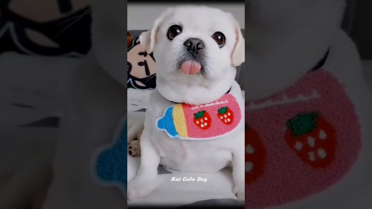 baby dog cute funny videos