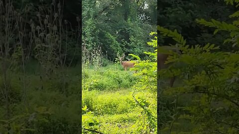 #buck #whitetaildeer #whitetailbucks #farmstead #shortsfeed #shorts