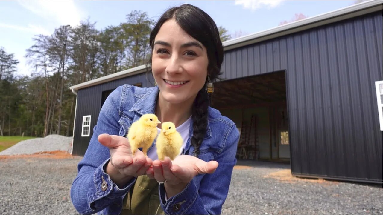 What a day?!?! Baby Chicks, Bees, and BARN UPDATE!!!