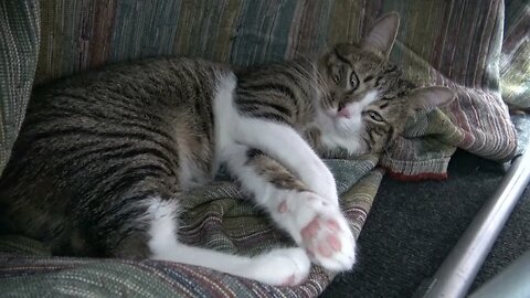 Tabby Cat Hid under the Table