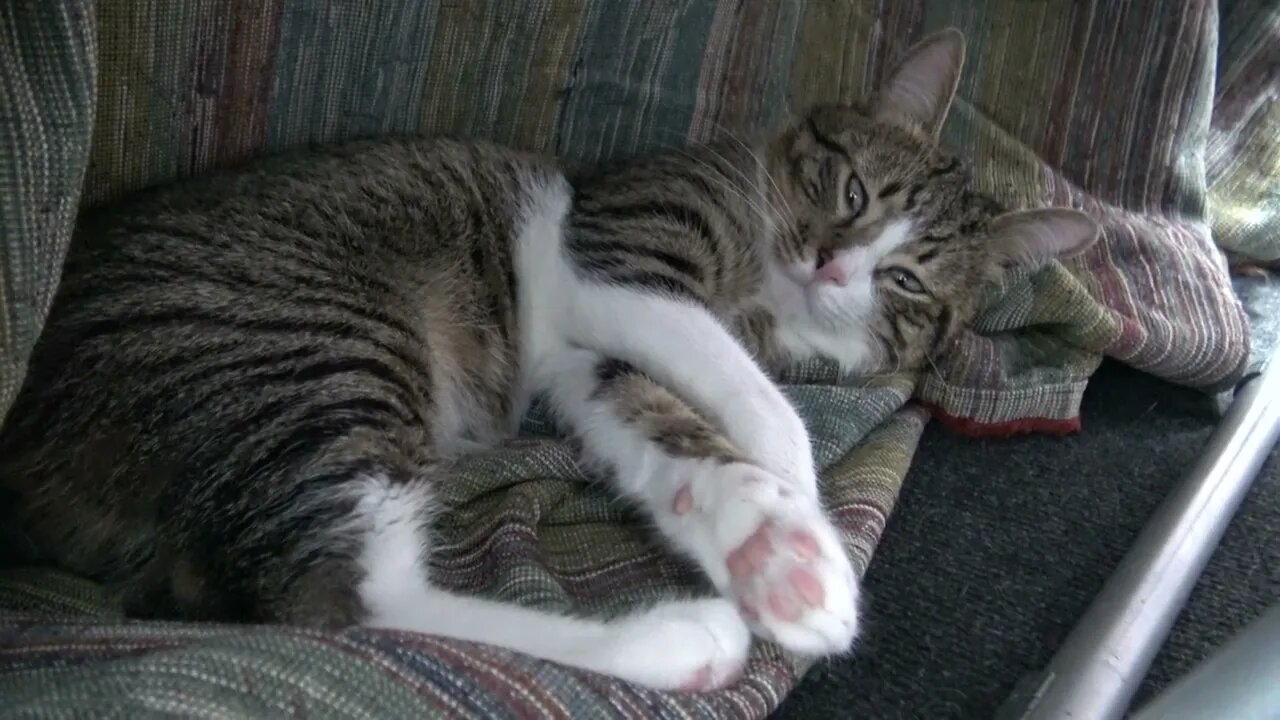 Tabby Cat Hid under the Table