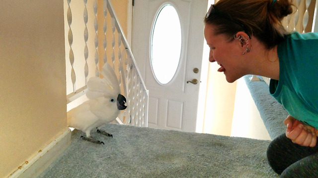 This Silly Cockatoo Wants His Tongue Pierced