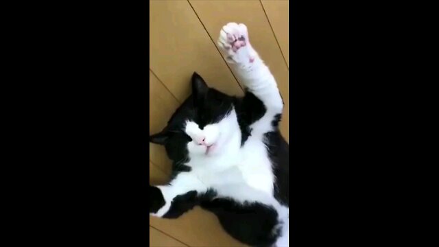 Funny animals 🙂😎😎funny moments 😎😚😎