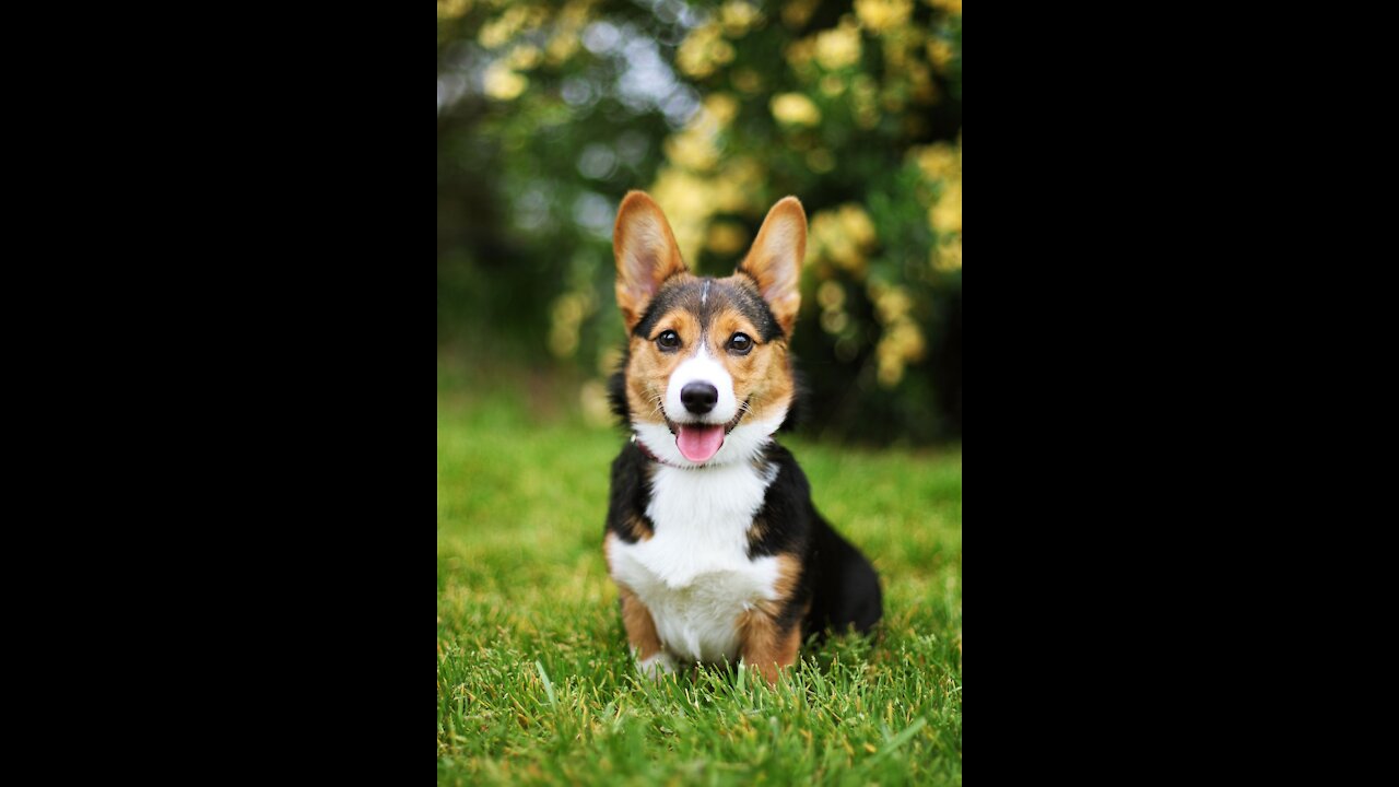 Impatience can bring stress, now I bring it with a funny dog