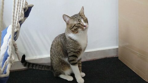 Cute Cat Comes to Me