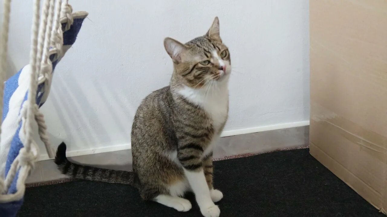 Cute Cat Comes to Me