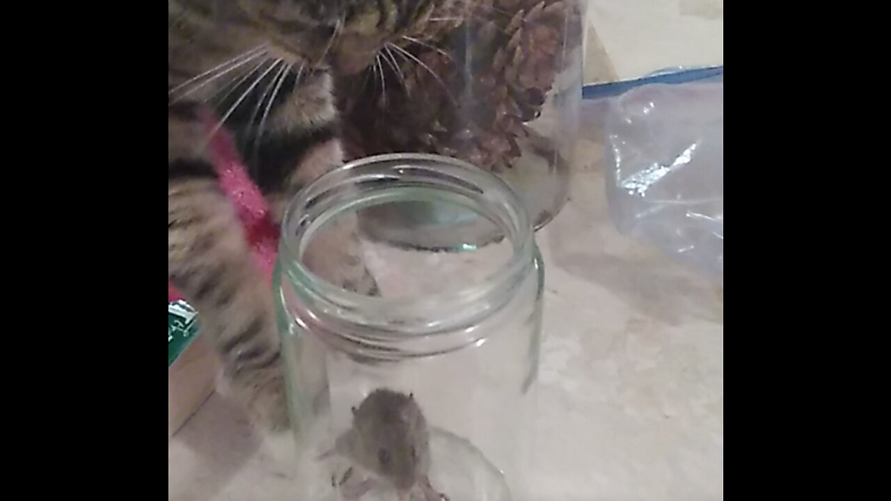 Cat vs Mouse surprise ending