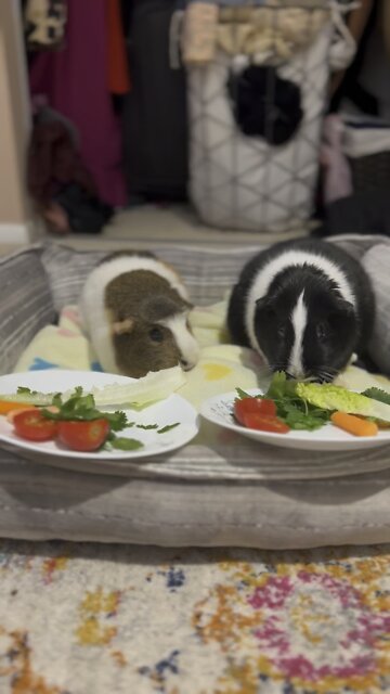 Enjoying a nice plate of fresh veggies