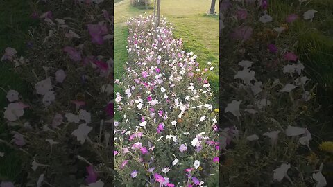 White & purple flowers in green field