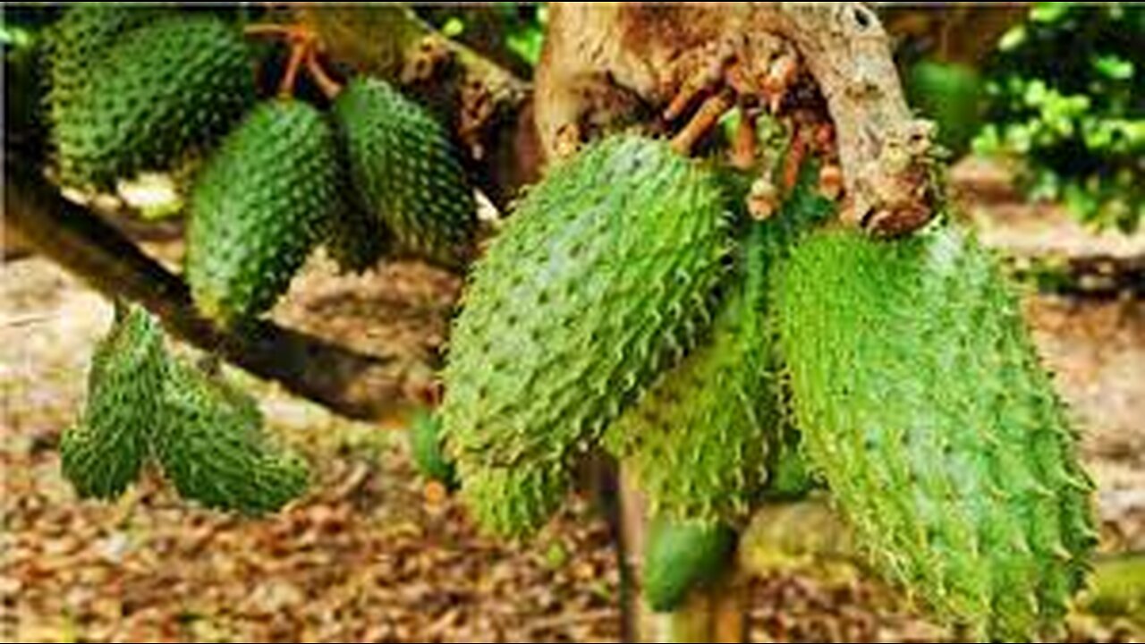 Awesome Soursop Fruit Farm and Harvest - Soursop Cultivation Agriculture Technology