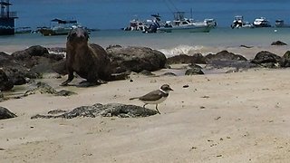 Baby sea lion tries to make friends with little bird on the beach