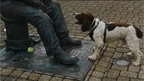 Cão fica frustrado ao tentar brincar com estátua