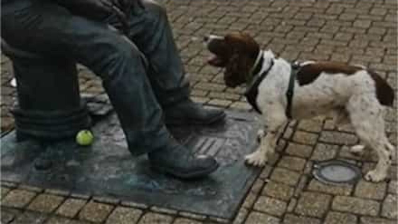 Cão fica frustrado ao tentar brincar com estátua